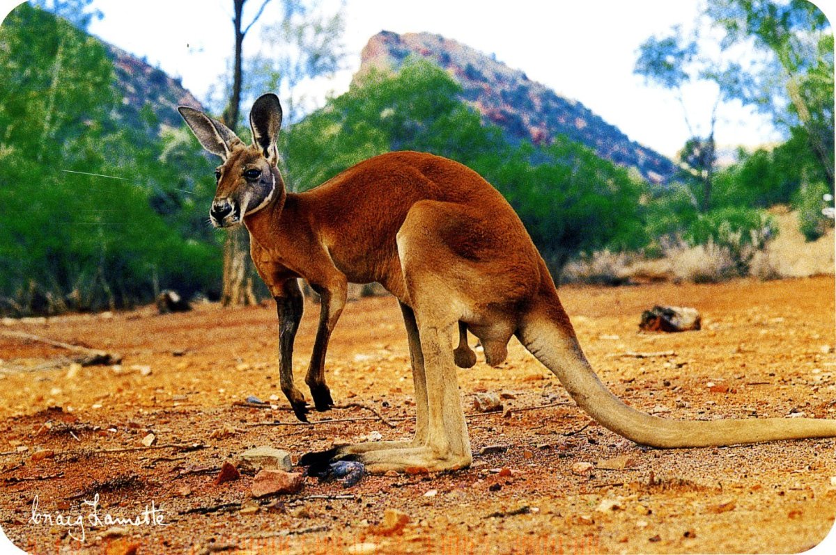 Кенгуру в Австралии