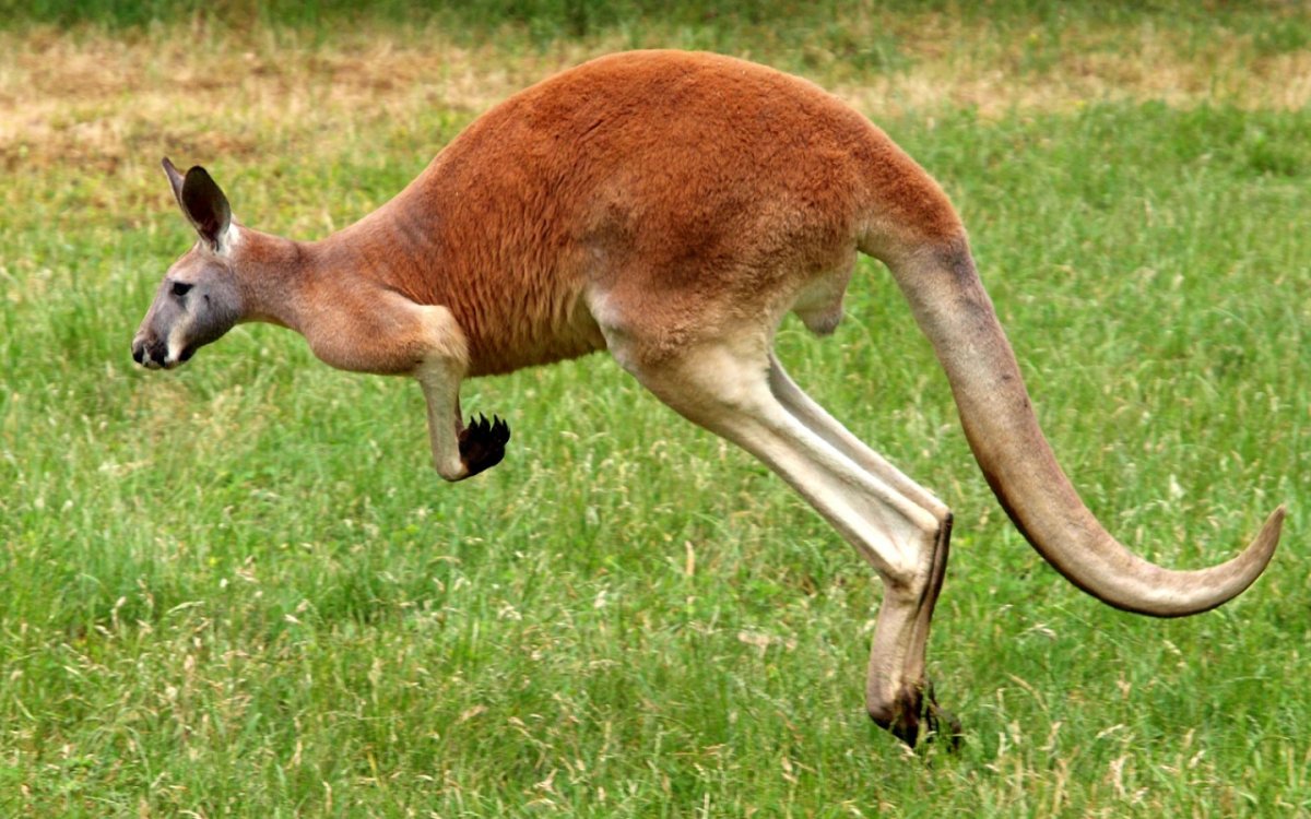Рыжий кенгуру Австралии