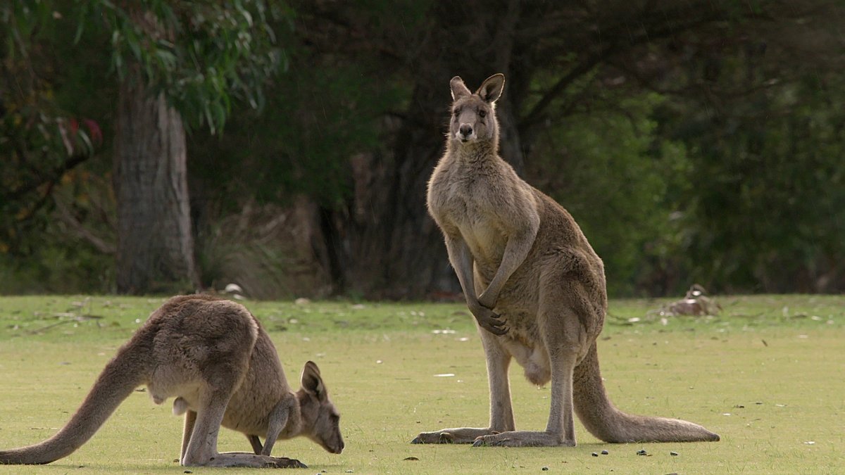 Рыжий кенгуру детеныш