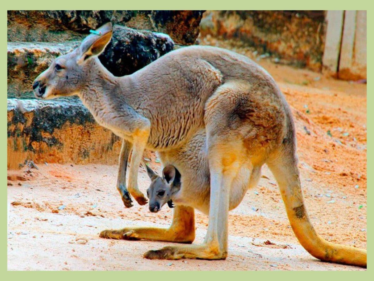 Бешеный кенгуру