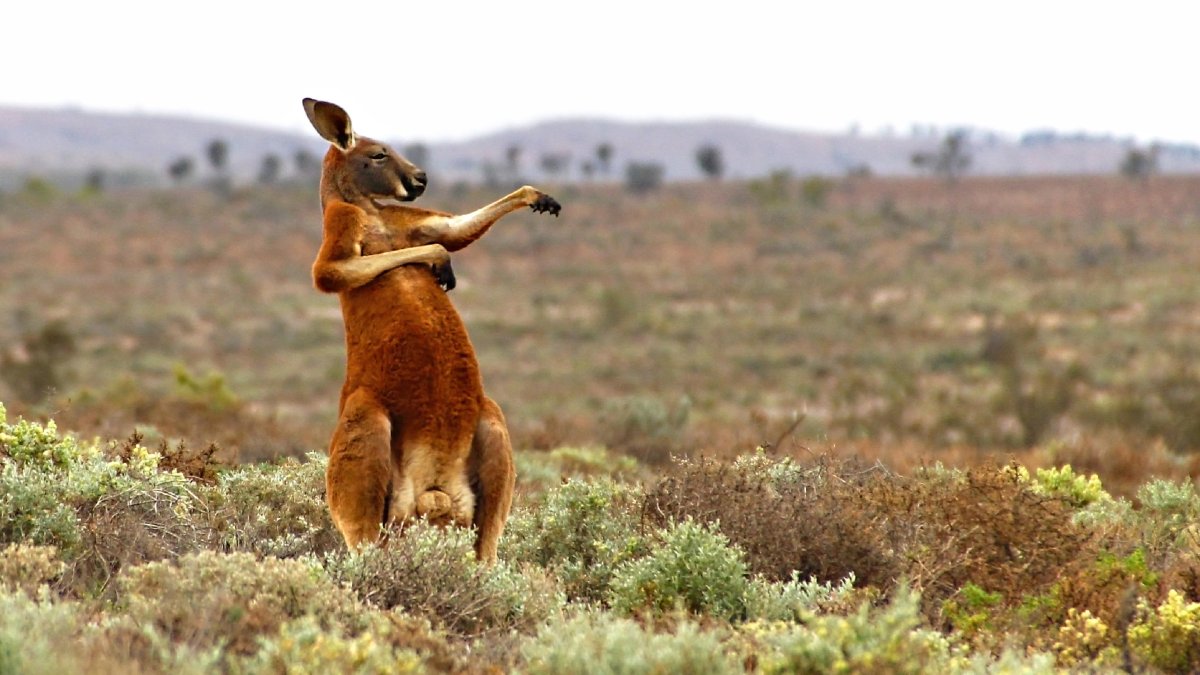 Macropus Rufus