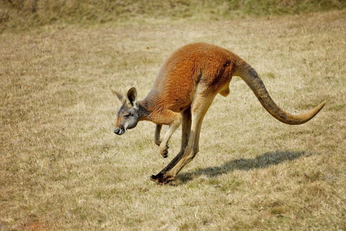 Кенгуру в Австралии