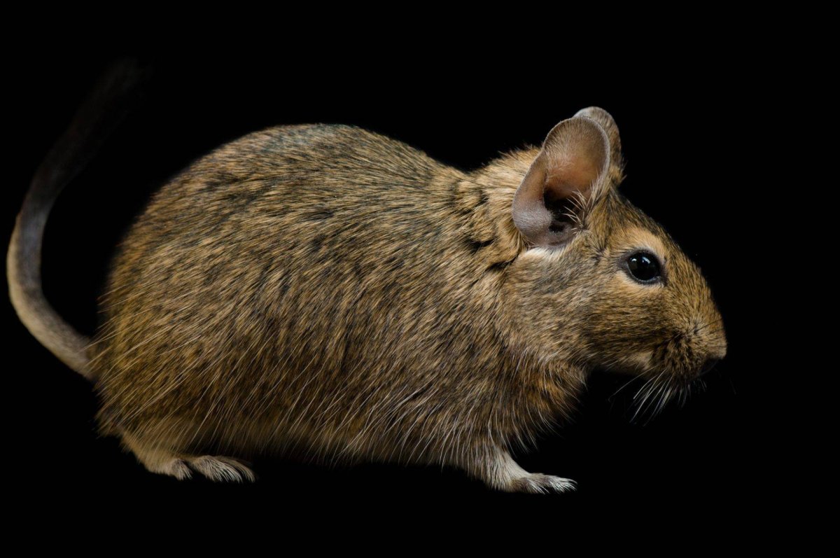 Гигантская Африканская сумчатая крыса