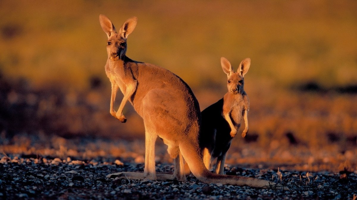 Гигантские кенгуру в Австралии