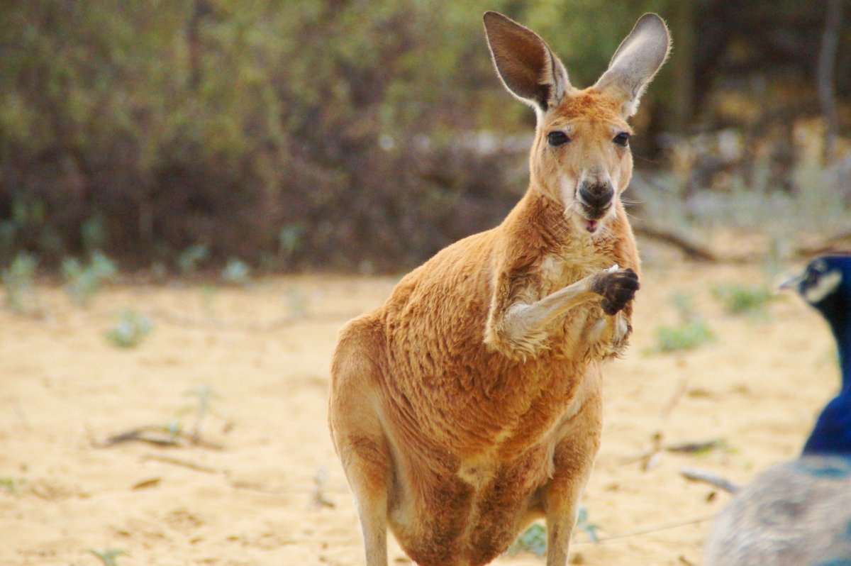 Красный кенгуру в Австралии