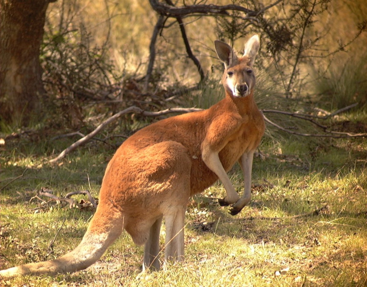 Австралия Родина кенгуру