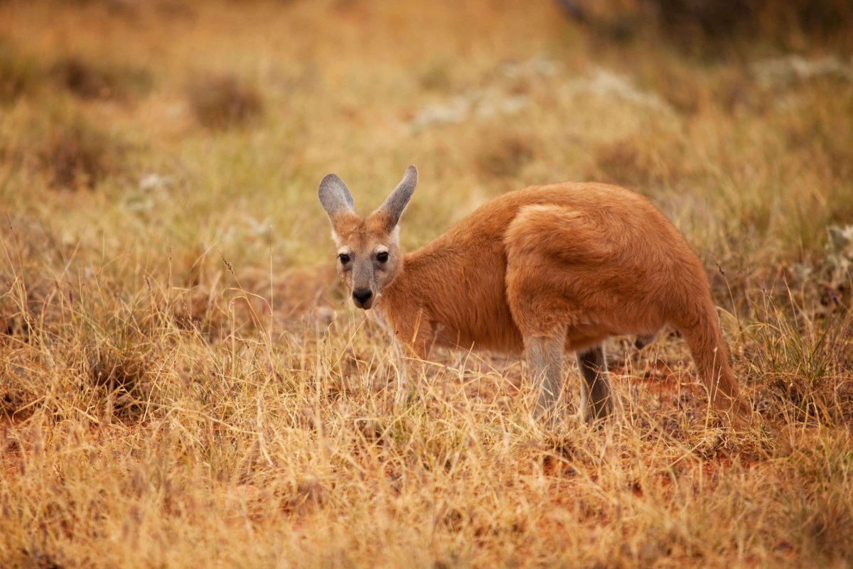 Сумчатые животные Австралии кенгуру