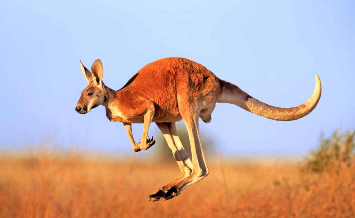 Кенгуру в Австралии