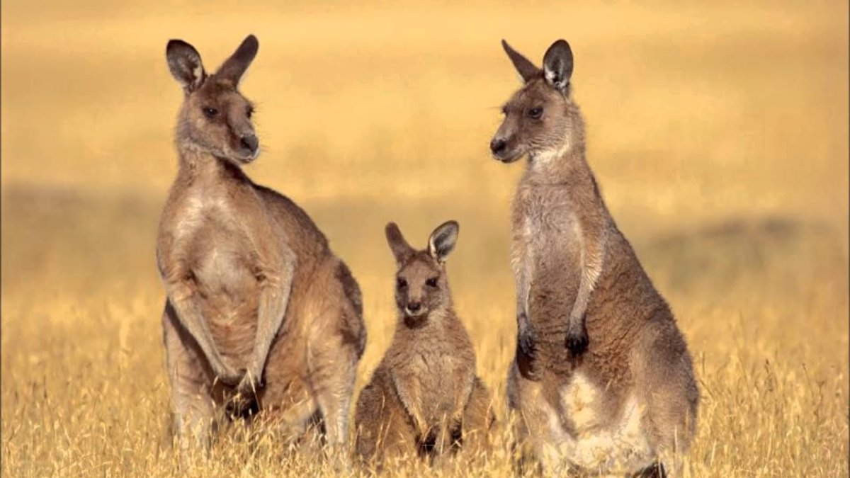 Животные пустыни Австралии кенгуру
