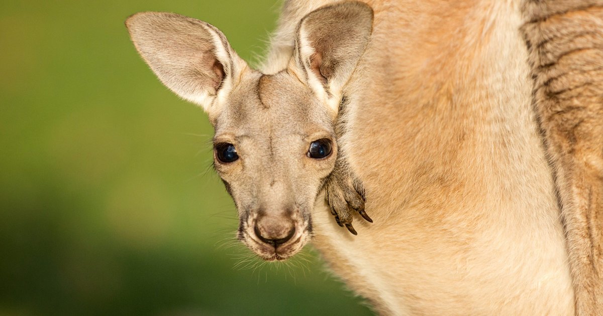 Валлару кенгуру