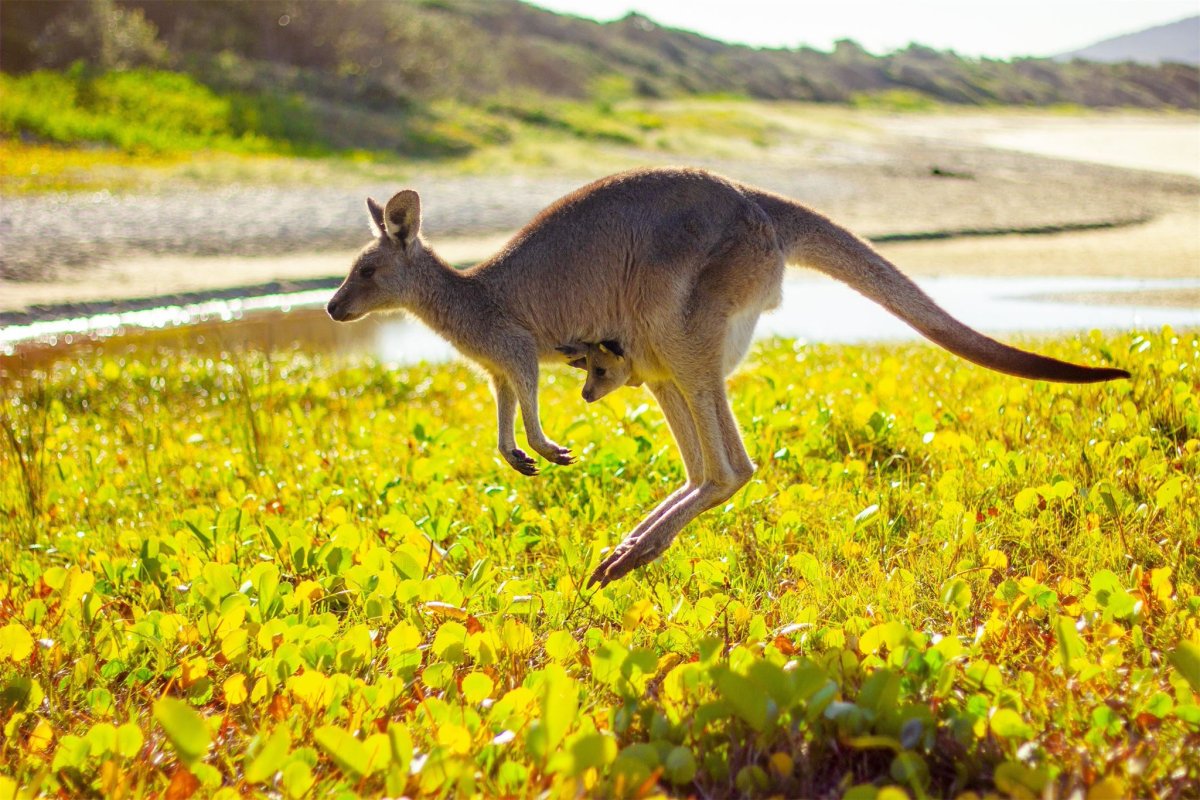 Кенгуру морда