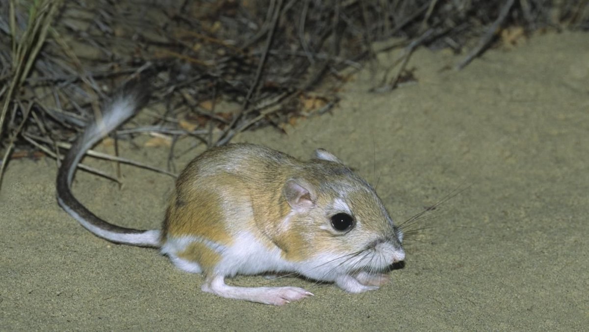 Австралийская белка дегу