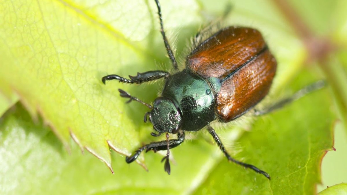 Насекомые поедающие клубнику