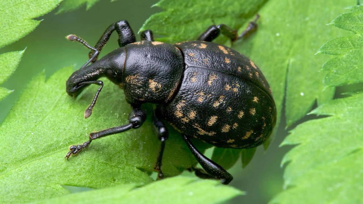 Жук долгоносик черный