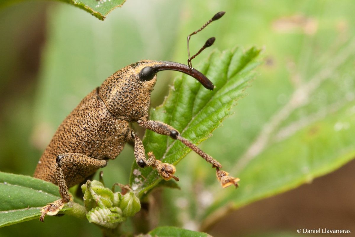 Земляничный черный Жук