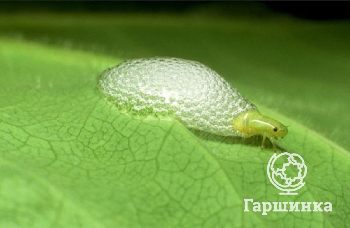 Полезные насекомые