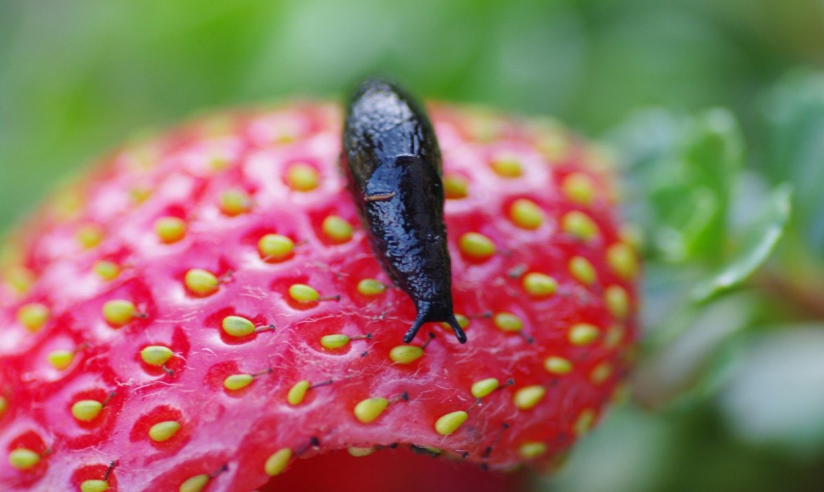 Жук Листоед земляника