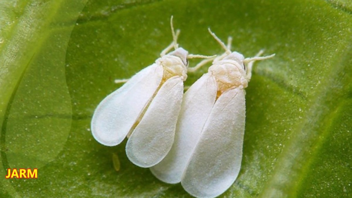 Щетинистый клубеньковый долгоносик