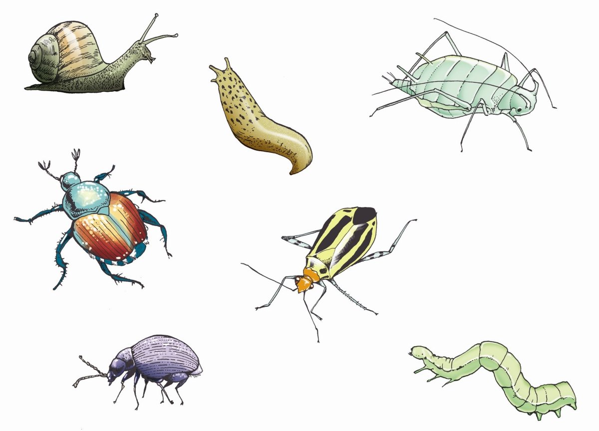 Жук Листоед на Малине