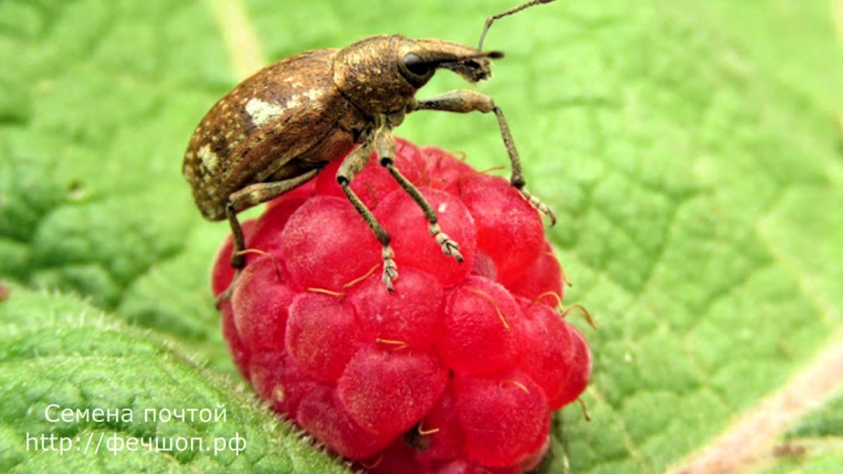 Жук долгоносик зеленый