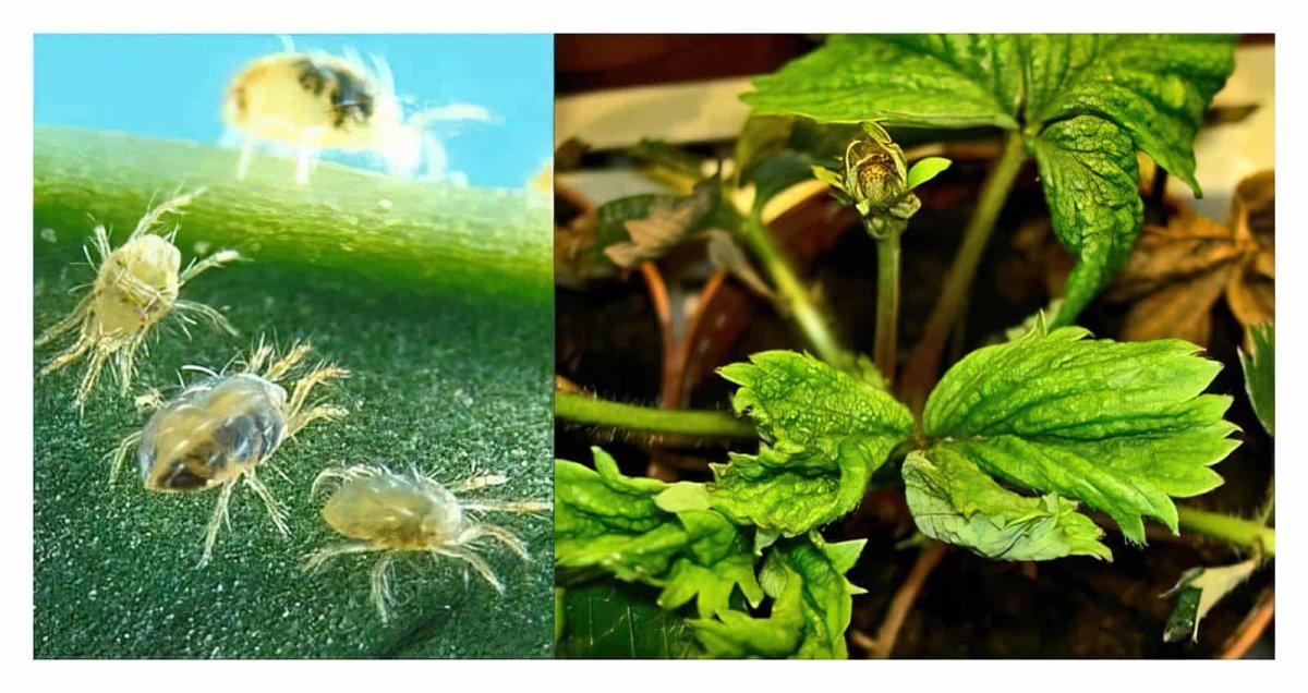 Насекомые вредители