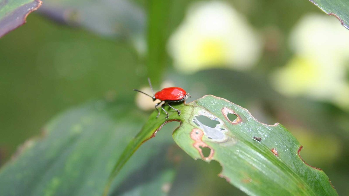 Жук который ест малину