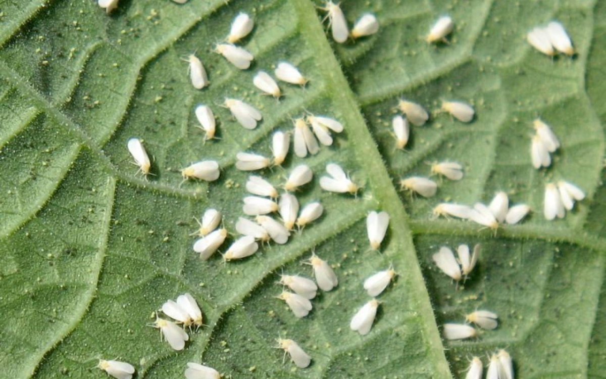 Ореховый долгоносик