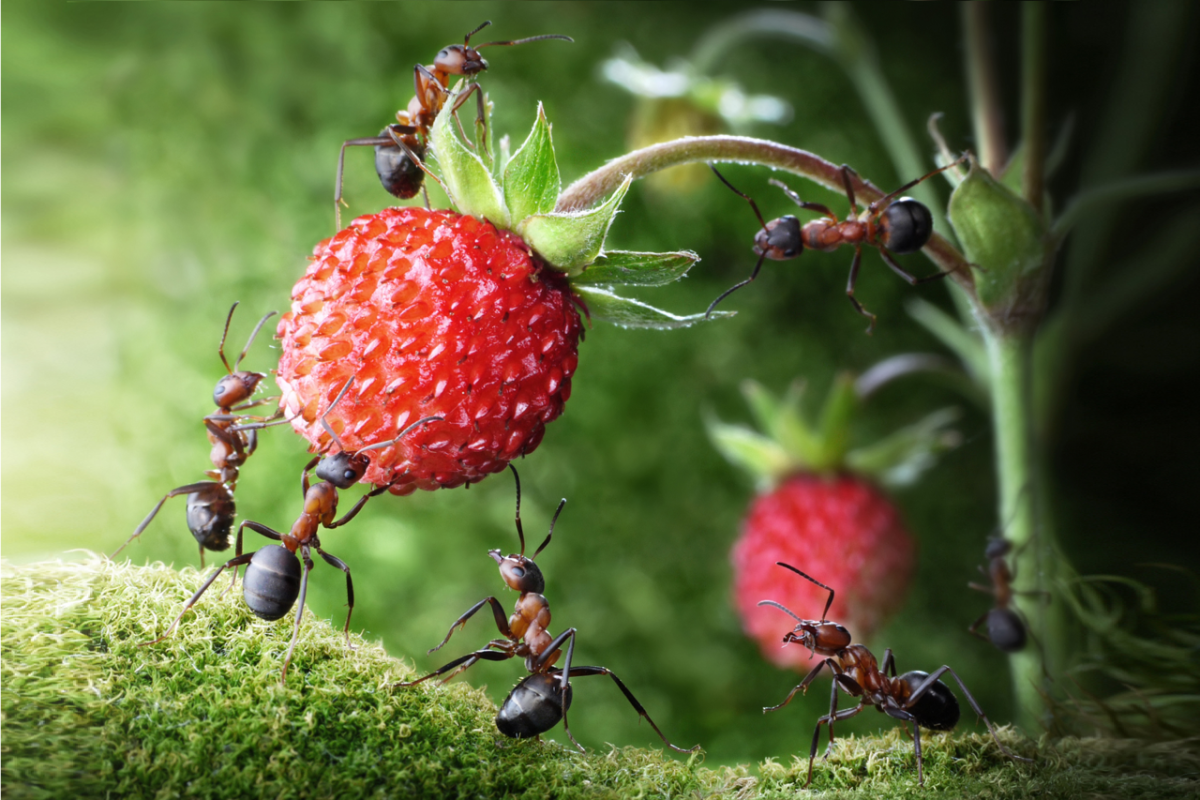 Долгоносик Жук журчалки