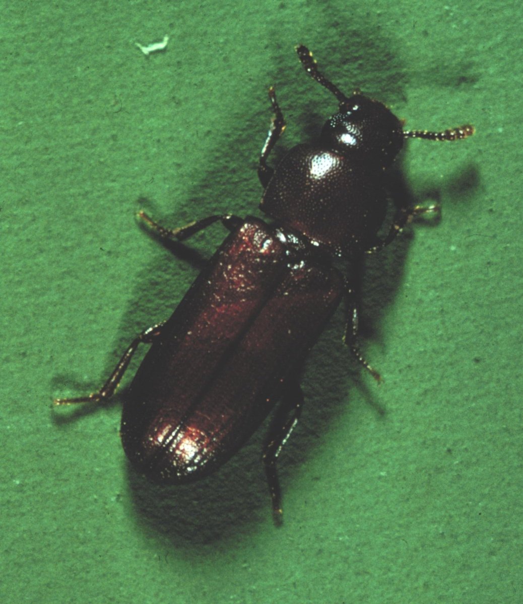 Галлица личинки на листьях