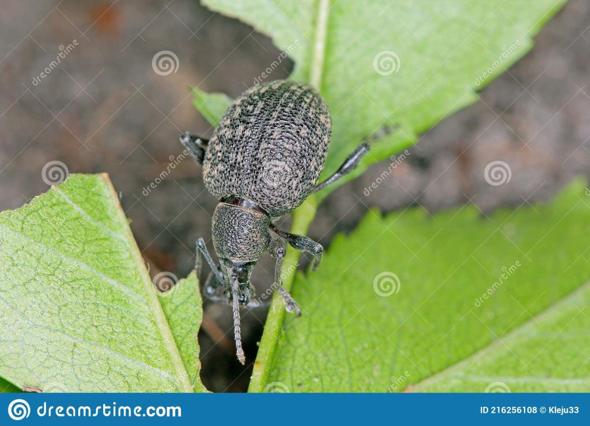 Паразит насекомое рисунок