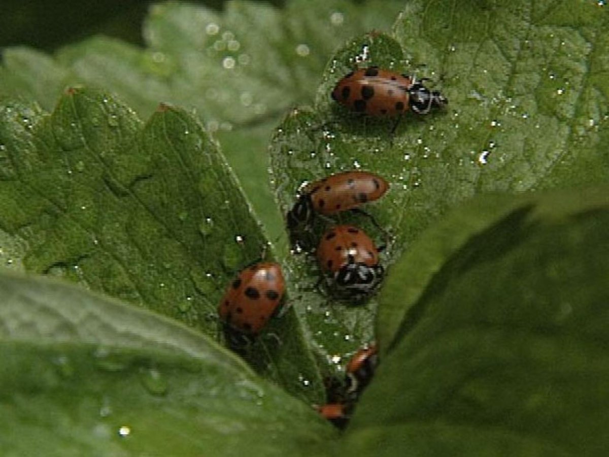 Малинно-Земляничный долгоносик