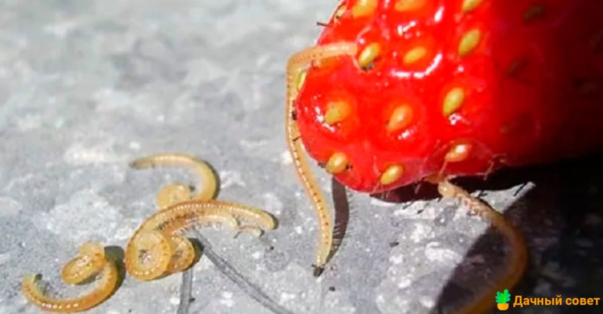 Клубничный Жук