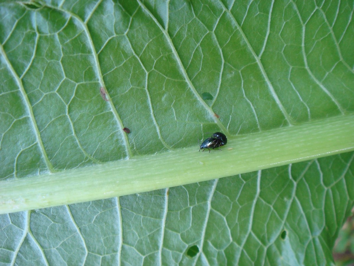 Черные жуки на Малине