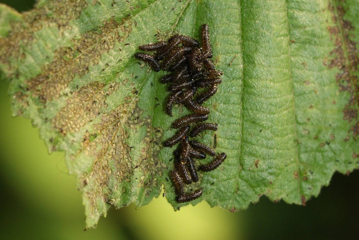 Много насекомых в одном месте
