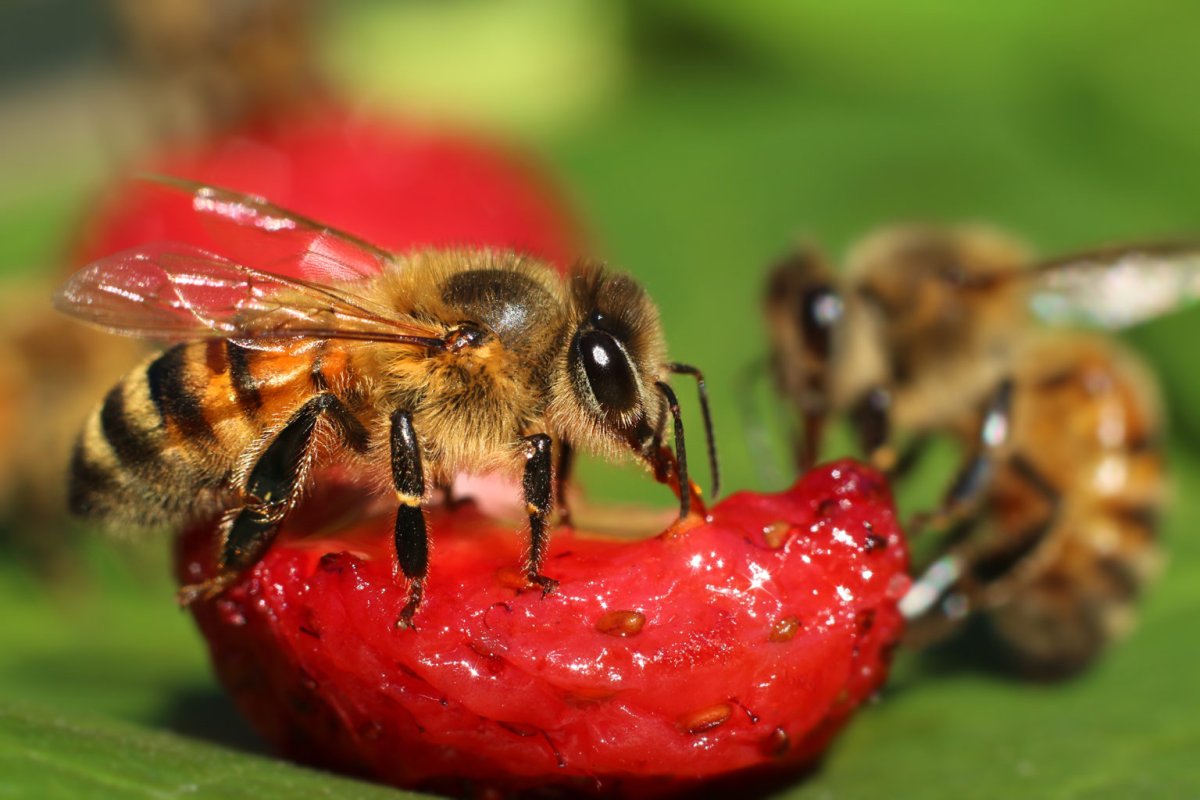 Жук долгоносик Крапивный