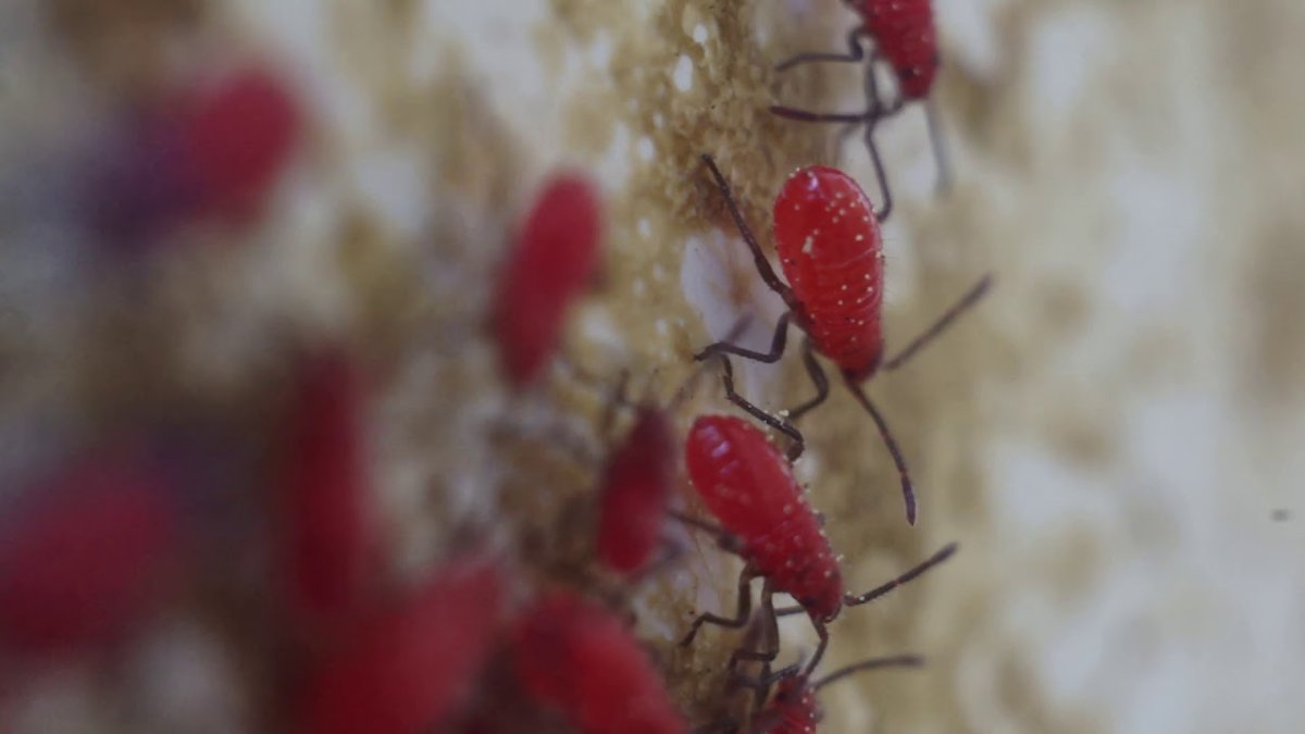 Розанная белокрылка