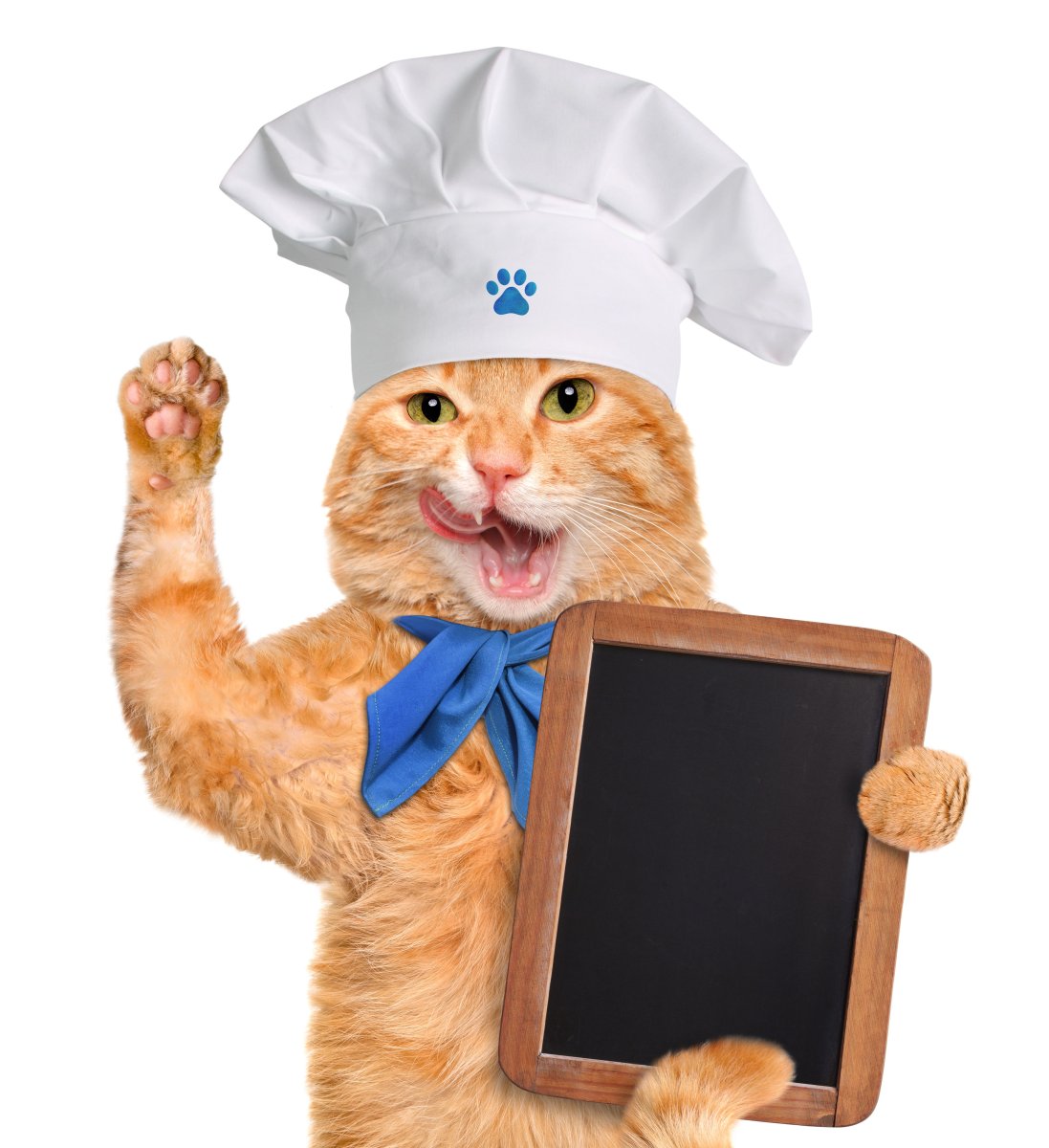 Кошка в поварском колпаке