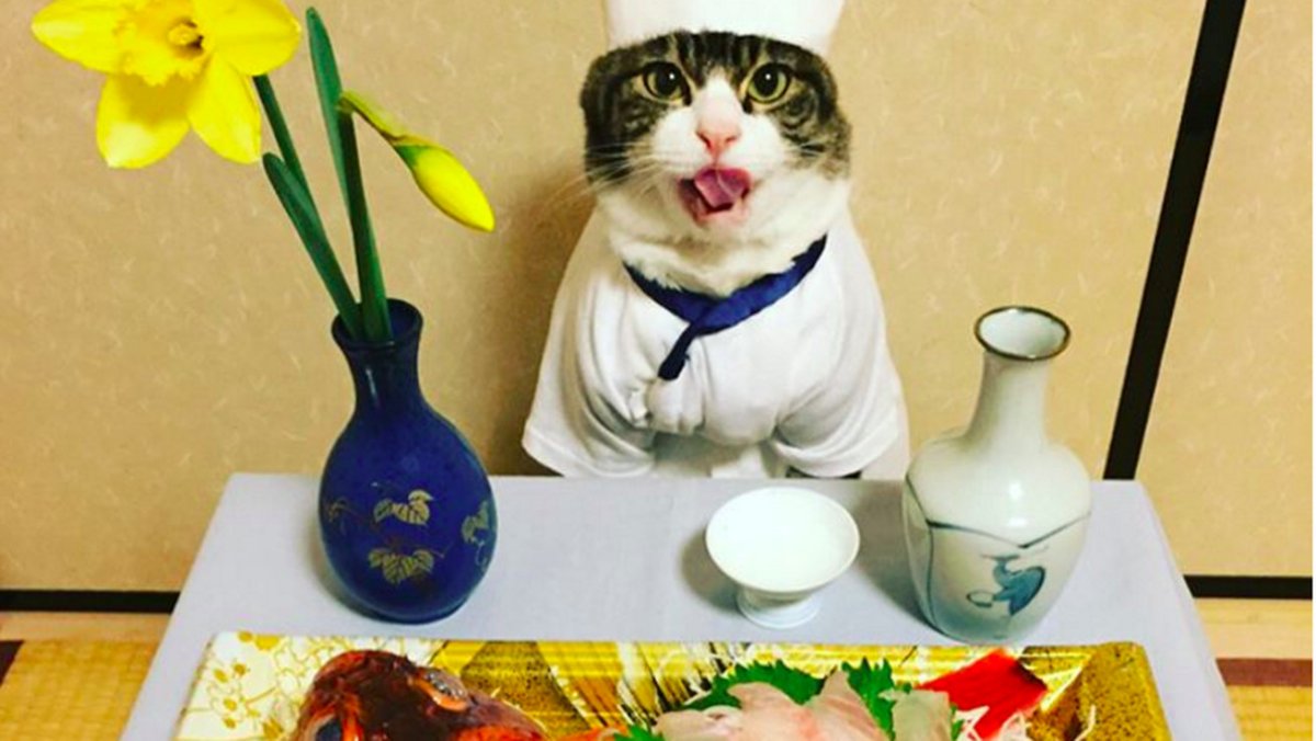 Кот повар плачет