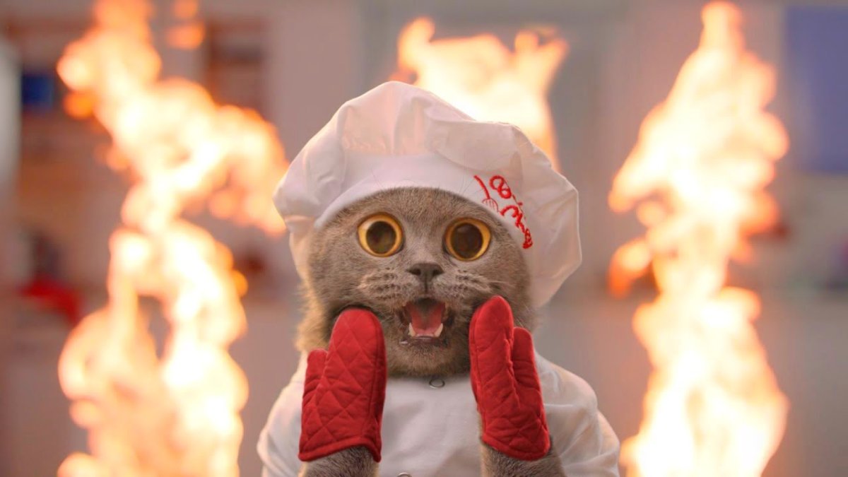 Котик Поваренок рисунок