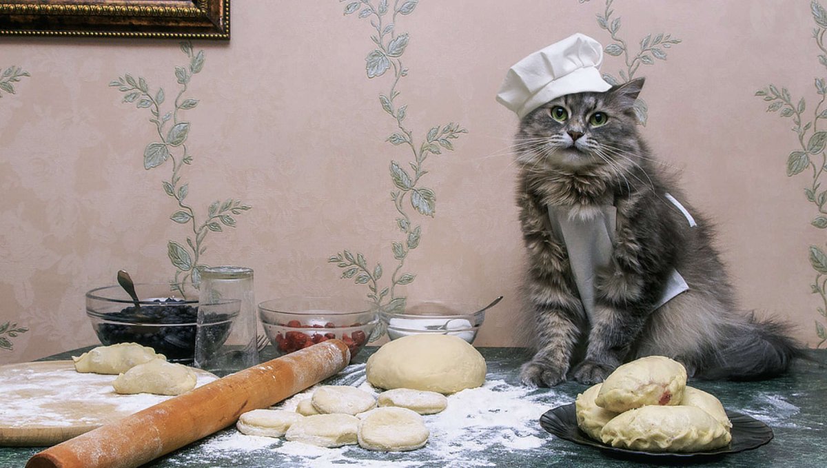 Кот готовит