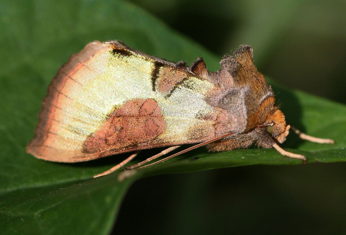 Orthosia Gothica гусеница