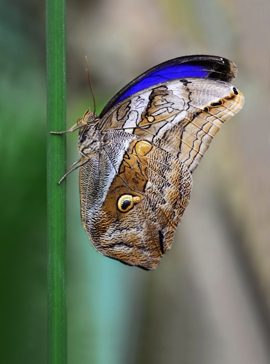 Совка Клеверная бурая бабочка