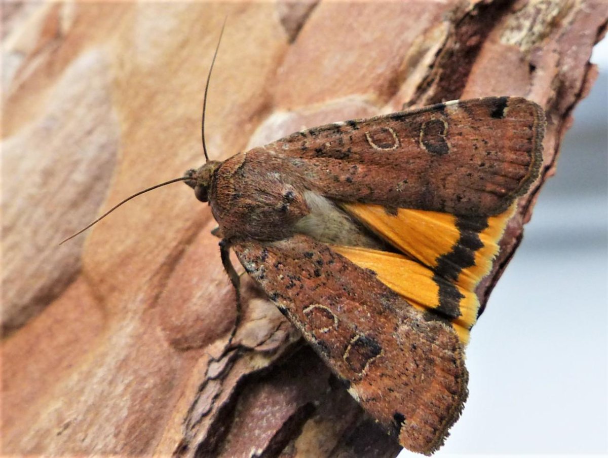 Совка Noctua pronuba