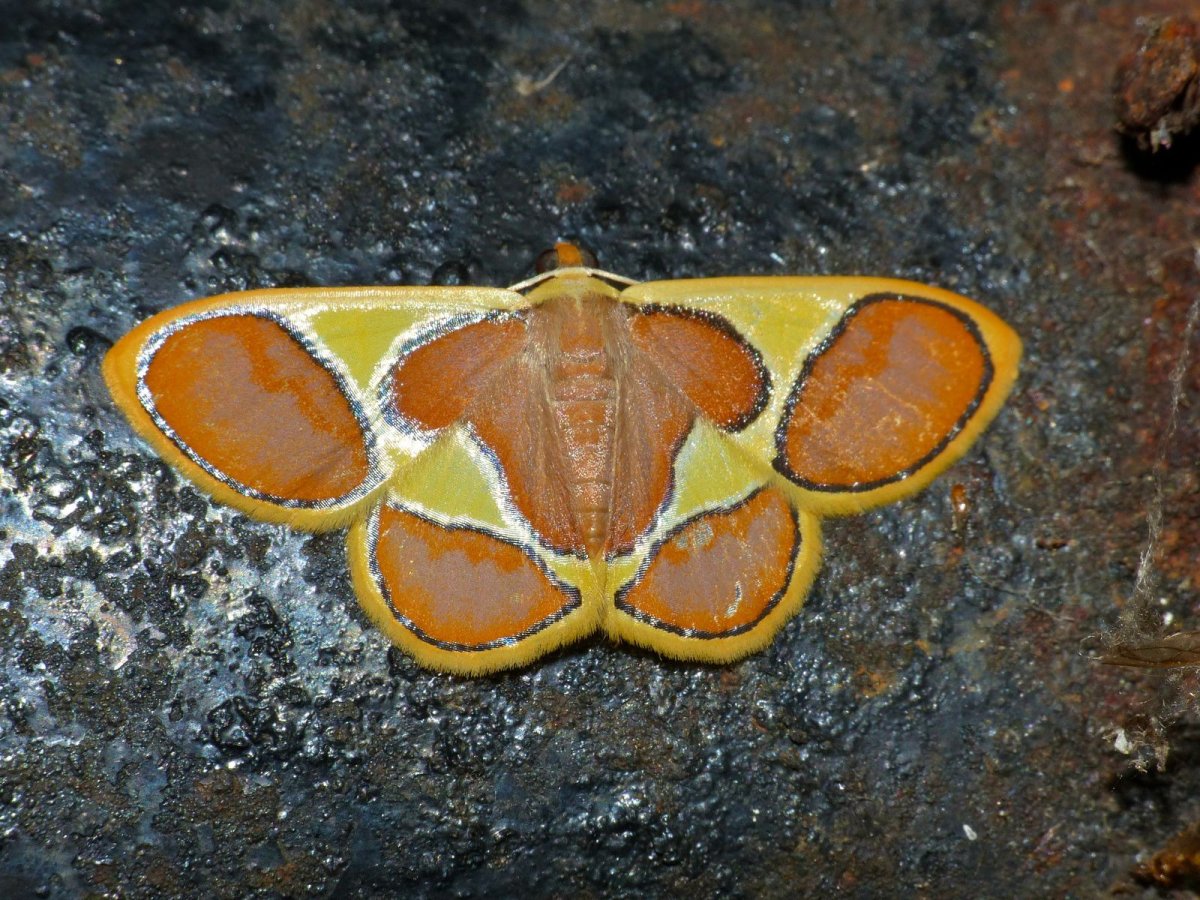 Anaplectoides prasina