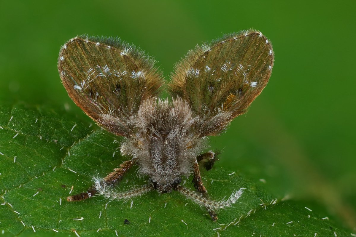 Дневные и ночные бабочки