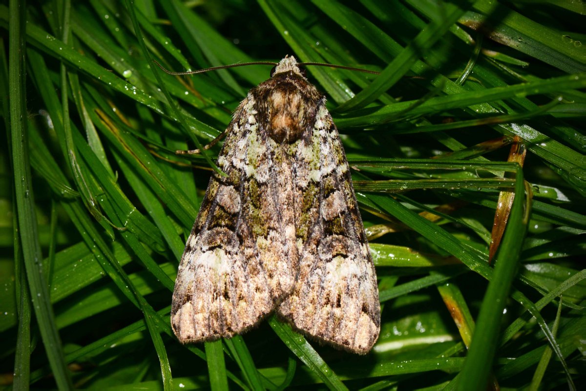 Совка Амурская змеиная бабочка