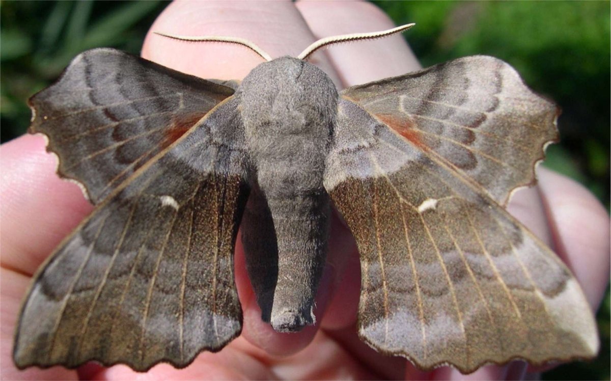 Павлиноглазка Полифема