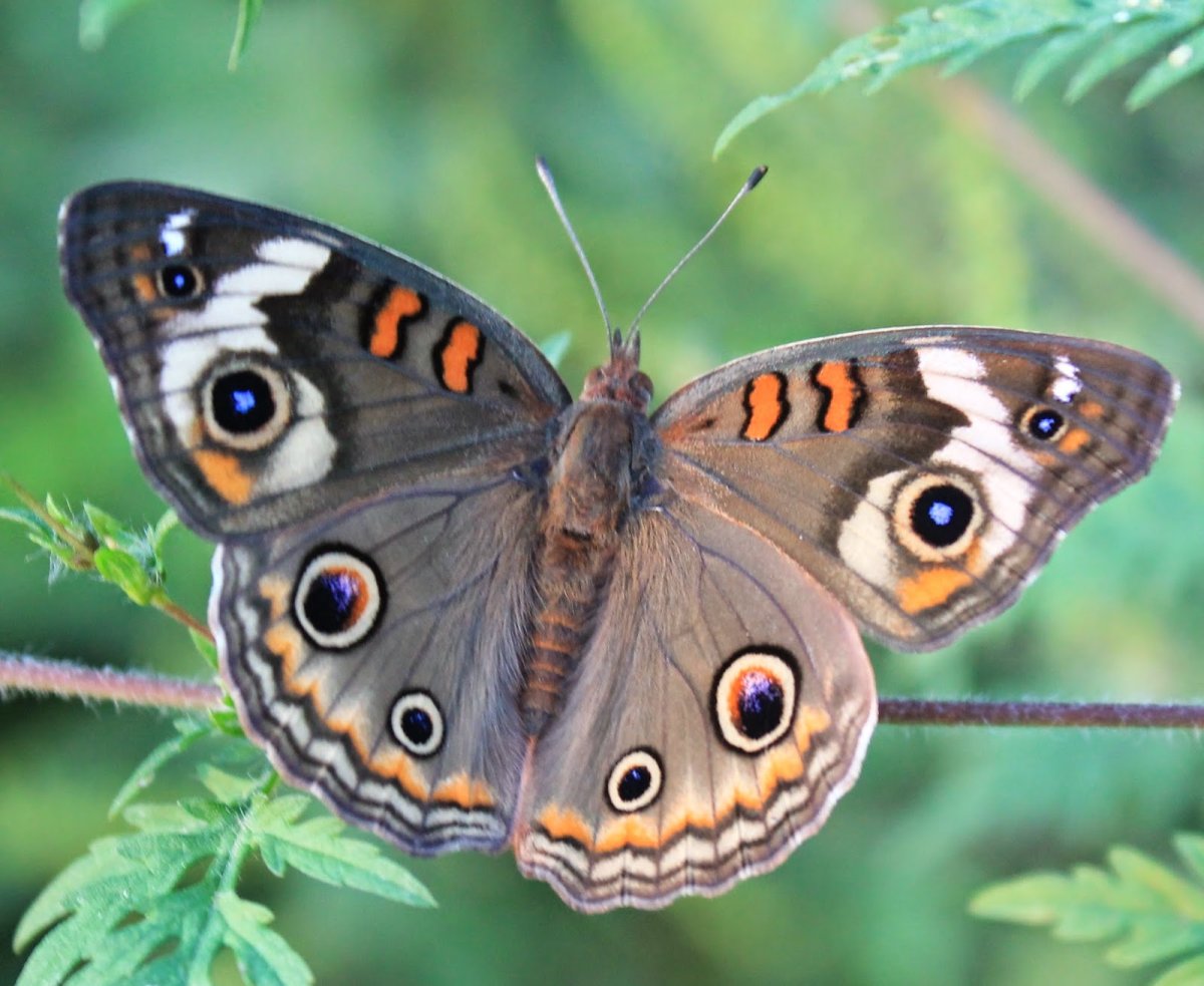 Бабочка моя