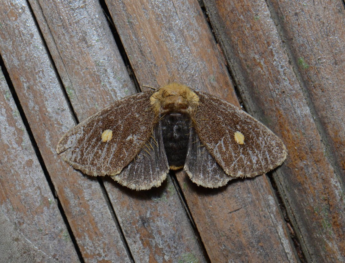 Мимикрия павлиний глаз