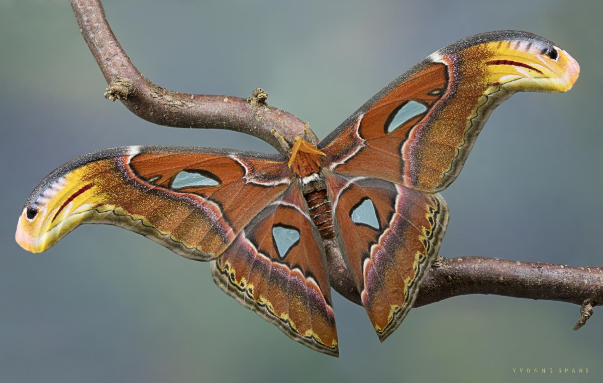 Пяденица Ольховая